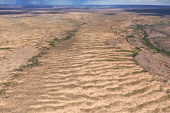 The <i>Salsola</i> saltbush forms self-organized vegetation stripes in Namibia north-east of Zarishoogte Pass, but such stripes are absent from the fairy-circle landscape.